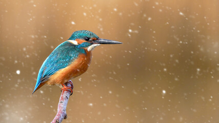 kingfisher bird perching on branch in snows