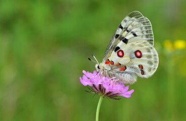 Parnassius Apollo  1090