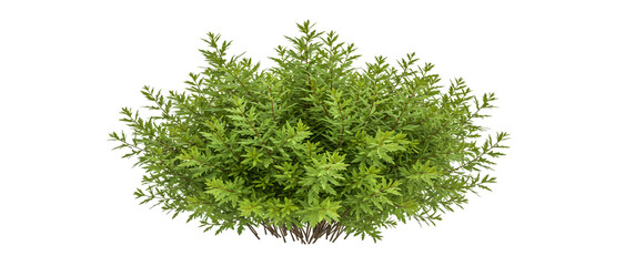 Small Plant with Green Leaves Rendering