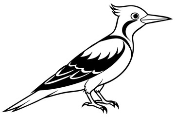Obraz premium Woodpecker Line Illustration