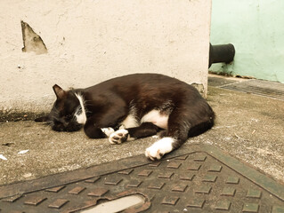 black cat with white streaks sleeping by the side walk