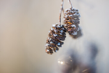christmas decoration on a tree