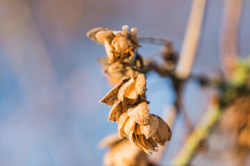 autumn leaves in the wind