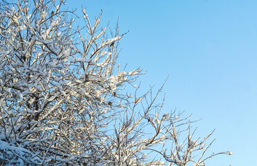 birds perched on snowy tree branches