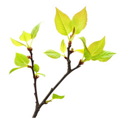 Fresh green leaves on branch, showcasing vibrant growth and nature beauty. delicate buds and bright foliage symbolize renewal and arrival of spring
