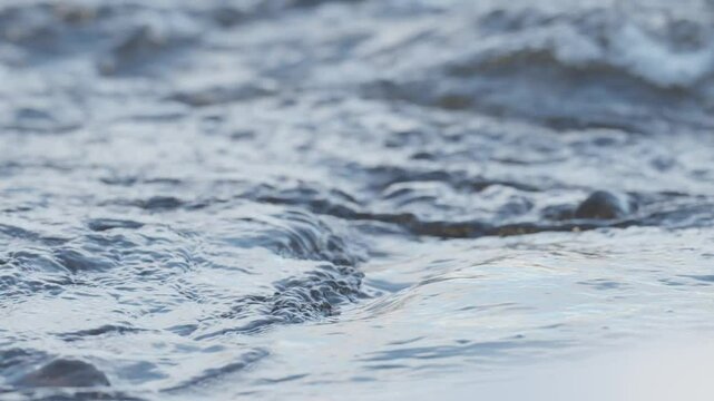 White throated dipper dives into a flowing river to catch food