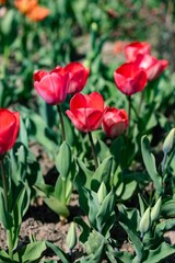 Tulip. Flower field of colourful tulips in spring. Colorful tulips in the Keukenhof garden, Netherlands. Fresh blooming tulips in the spring garden. Spring landscape. Tulip Flower Field. Black tulips.