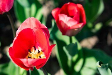 Tulip. Flower field of colourful tulips in spring. Colorful tulips in the Keukenhof garden, Netherlands. Fresh blooming tulips in the spring garden. Spring landscape. Tulip Flower Field. Black tulips.