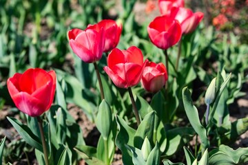 Tulip. Flower field of colourful tulips in spring. Colorful tulips in the Keukenhof garden, Netherlands. Fresh blooming tulips in the spring garden. Spring landscape. Tulip Flower Field. Black tulips.