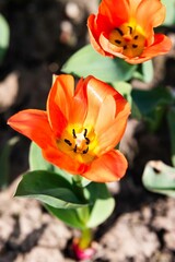 Tulip. Flower field of colourful tulips in spring. Colorful tulips in the Keukenhof garden, Netherlands. Fresh blooming tulips in the spring garden. Spring landscape. Tulip Flower Field. Black tulips.