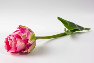Tulip. Flower field of colourful tulips in spring. Colorful tulips in the Keukenhof garden, Netherlands. Fresh blooming tulips in the spring garden. Spring landscape. Tulip Flower Field. Black tulips.