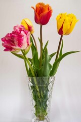 Tulip. Flower field of colourful tulips in spring. Colorful tulips in the Keukenhof garden, Netherlands. Fresh blooming tulips in the spring garden. Spring landscape. Tulip Flower Field. Black tulips.