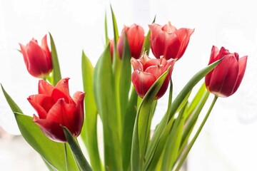 Tulip. Flower field of colourful tulips in spring. Colorful tulips in the Keukenhof garden, Netherlands. Fresh blooming tulips in the spring garden. Spring landscape. Tulip Flower Field. Black tulips.