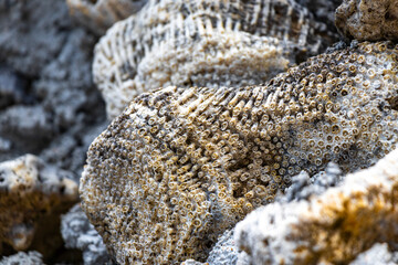 Pakarang Cape beach dead coral corals shells shell mussels Thailand.
