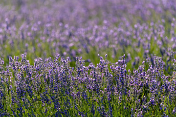 Obraz premium PLANTAS Y FLORES DE LAVANDA
