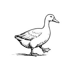 Walking Duck Line Art Illustration for Coloring Book
