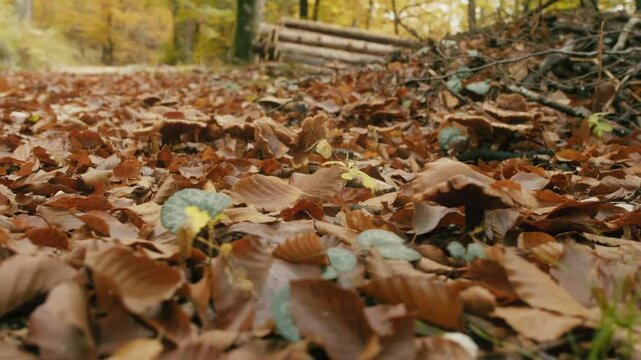 autumn