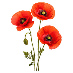Obraz premium Bright red poppies with green stems and leaves , Flower, isolated on transparent background