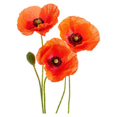 Bright blooming poppies with delicate petals and, Flower, isolated on transparent background