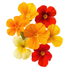 Obraz premium Bright floral nasturtium flowers in various colors , Flower, isolated on transparent background