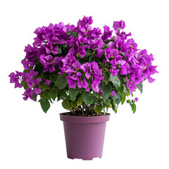 A Vibrant Potted Bougainvillea with Purple Flowers Isolated on Transparent Background