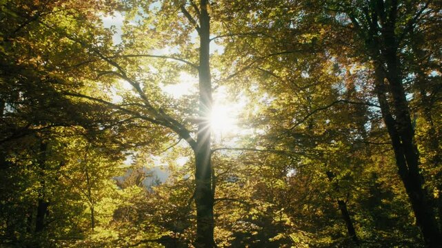 autumn