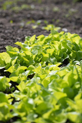 Green salad - close-up background