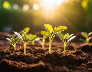 flourishing plant seedlings prospering in rich soil under the radiant sun