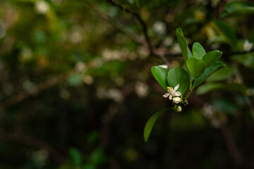 Green Lemon Tree Blossoms background