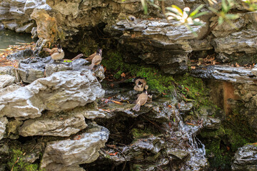 Birds Gathering on a Rocky, Mossy Outcropping