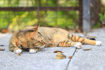 Tabby Cat Resting on Pavement in a Garden