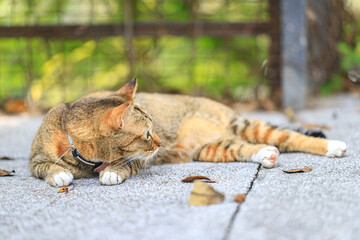 Tabby Cat Resting on Pavement in a Garden