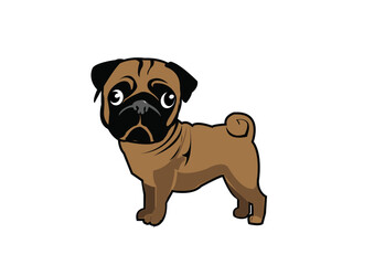 pug dog isolated on white background