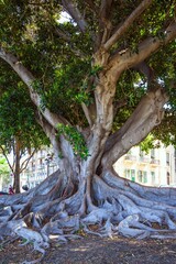Ficus tree, Reggio Calabria, Italy, Europe