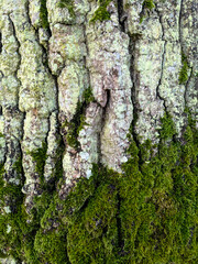 Close up of thick green moss on an old tree with thick white bark very textured nature background