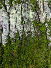 Close up of thick green moss on an old tree with thick white bark very textured nature background