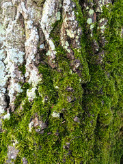 Close up of thick green moss on an old tree with thick white bark very textured nature background