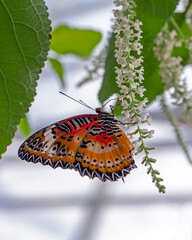 Colorful butterfly getting nectar from a flower