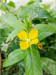 Fototapeta premium Lampung, indinesia 23 febuary 2025 This is a close-up photograph of a vibrant yellow flower with five petals, centered within a cluster of green leaves.