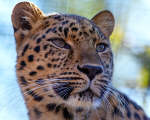 Closeup portrait of an amur leopard