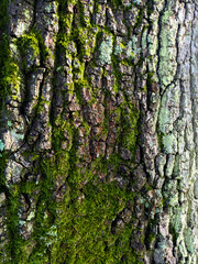 Close up of thick green moss on an old tree with thick white bark very textured nature background
