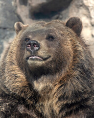 Fototapeta premium Portrait of a brown bear with a happy expression