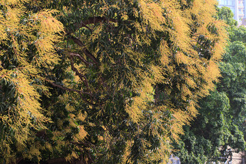 Mango Tree in Full Bloom with Yellow Flowers