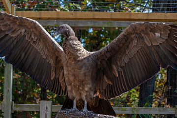 An Andean Condor spreads its wings at the World Bird Sanctuary in Valley Park, Missouri 