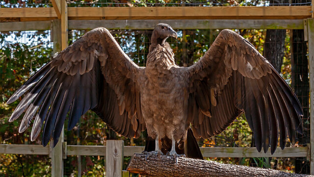 An Andean Condor spreads its wings at the World Bird Sanctuary in Valley Park, Missouri 