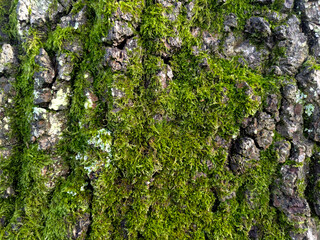 Close up of thick green moss on an old tree with thick white bark very textured nature background