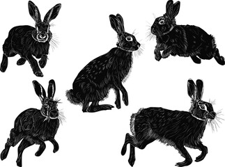 five black rabbits sketches on white