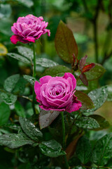 Pink Rose with Morning Dew - Romantic Floral Art