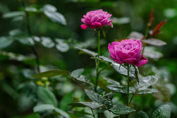 Pink Rose with Morning Dew - Romantic Floral Art