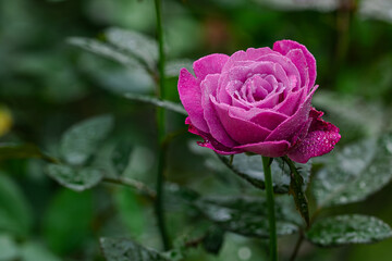 Pink Rose with Morning Dew - Romantic Floral Art
